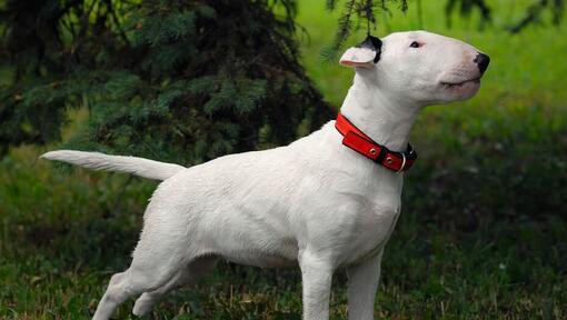 Bull Terrier in piedi sull'erba