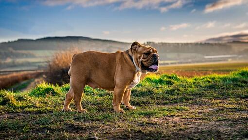Bulldog in piedi nel campo