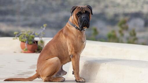 Bullmastiff seduto sul cortile