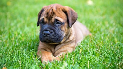 Cucciolo di Bullmastiff sdraiato sull'erba