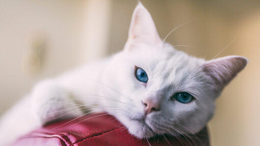 Gatto bianco che si trova su una sedia rossa