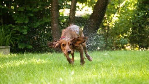 Piccolo cane dai capelli lunghi che agita l'acqua