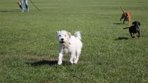 Cane bianco che corre nel parco con altri cani mentre abbaiando