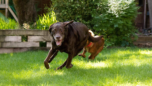 Cane in esecuzione con un altro cane