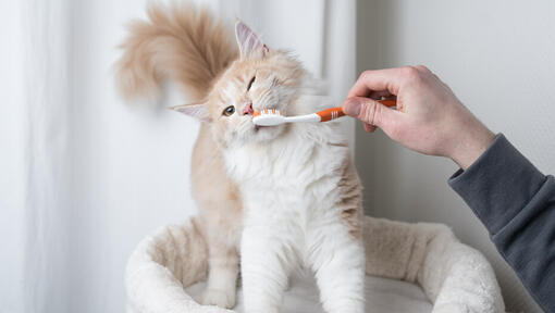 Spazzolare i denti di un gatto