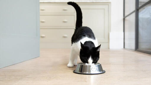 Gatto in bianco e nero che mangia da una ciotola di cibo