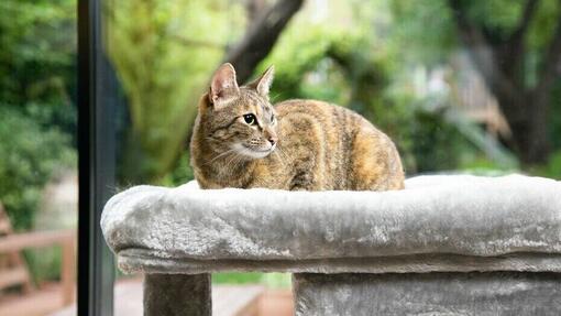 Gatto marrone che si siede in un letto di gatto