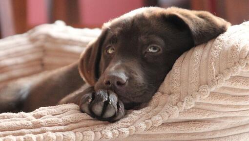 Cucciolo di labrador del cioccolato che si trova in un letto