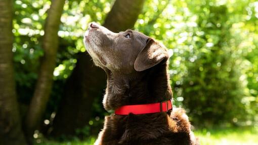 Labrador al cioccolato con colletto rosso