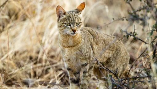 Un gatto selvatico in erba alta