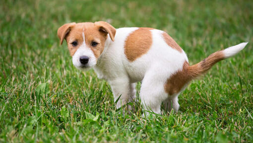 Jack Russell Puppy Pooping sull'erba