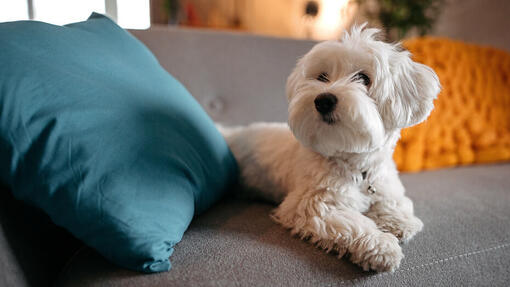 Cane bianco sdraiato sul divano