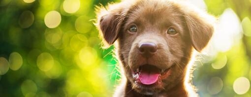 i primi giorni di vita del cane curiosita sui 