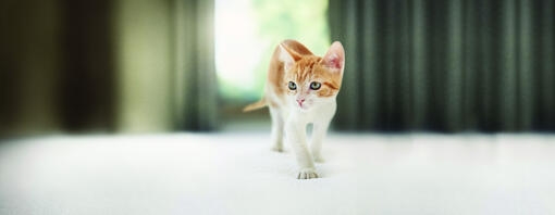 Gattino che cammina in casa sul tappeto