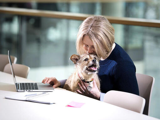 Terrier sedeva sulla ginnastica della donna mentre lavora sul computer portatile