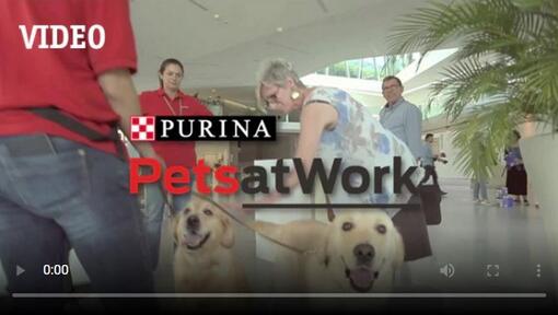 Animali domestici al lavoro