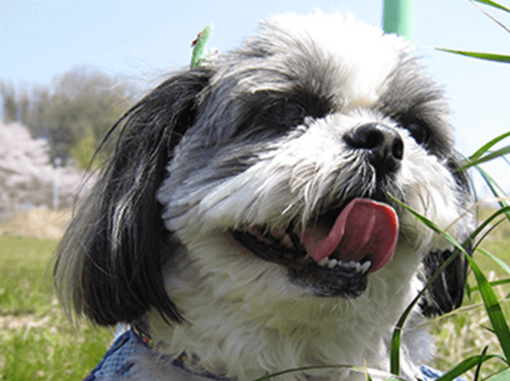 Cani di piccola taglia: l’elenco di quelli che adorano il giardino!