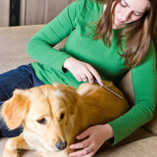 Cane spazzolare pelo divano