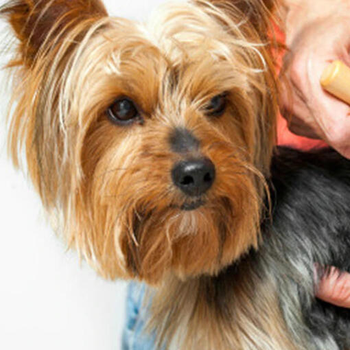 Cucciolo cane yorkshire spazzolare pelo toelettatura