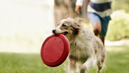 Collie che corre con il frisbee