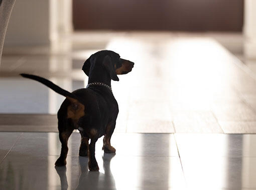 Piccoli cani, grandi bisogni nutrizionali