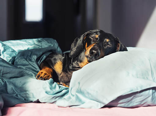 Piccoli cani, grandi bisogni nutrizionali