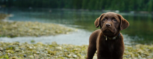 Viaggiare con il cane