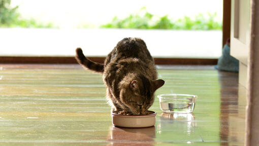 Gatto che mangia una ciotola di Beyond