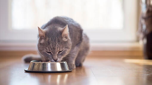Dieta per gatti obesi salute