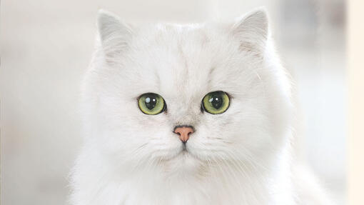 Gatto bianco di fronte alla telecamera
