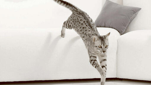 Gatto che salta dal divano