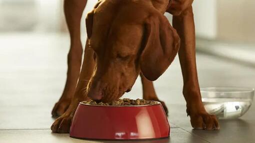 Migliora la salute del cane in 3 settimane