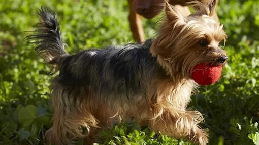 Migliora la salute del cane in 3 settimane