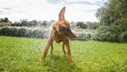 Dog chow