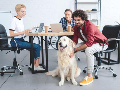 Golden Retriever si sedette allo scrittorio con il gruppo di gruppo