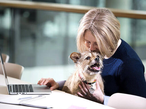 Terrier sedeva sulla ginnastica della donna mentre lavora sul computer portatile
