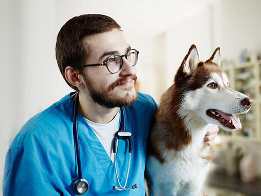 Veterinario con husky.