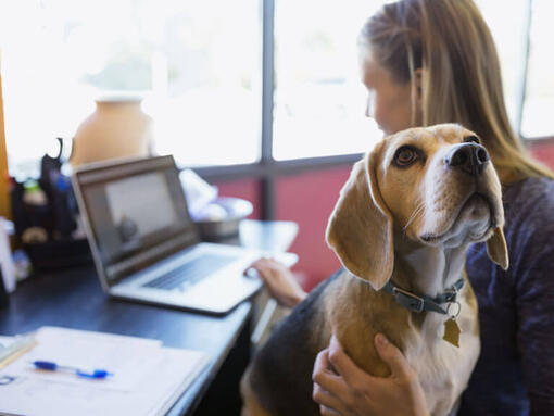 Beagle si è seduto sui proprietari in giro mentre lavora