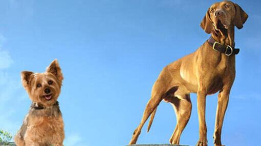 Purina One