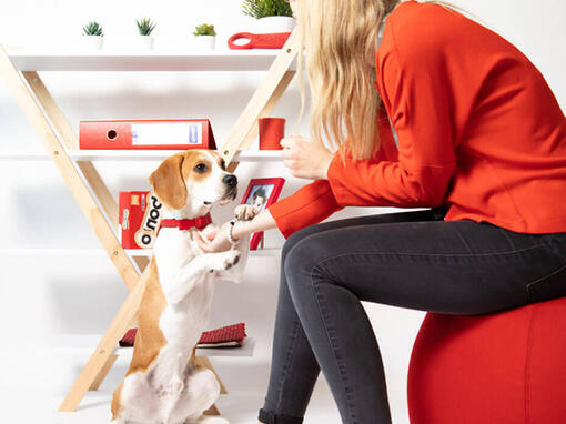 Beagle a una scrivania con scatole Bonio