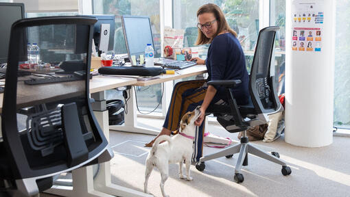 Donna alla scrivania che accarezza il mento di Jack Russell