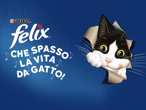 Felix che spasso la vita da gatto