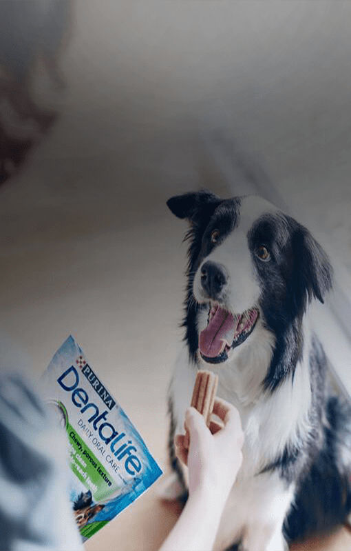 Dentalife cane