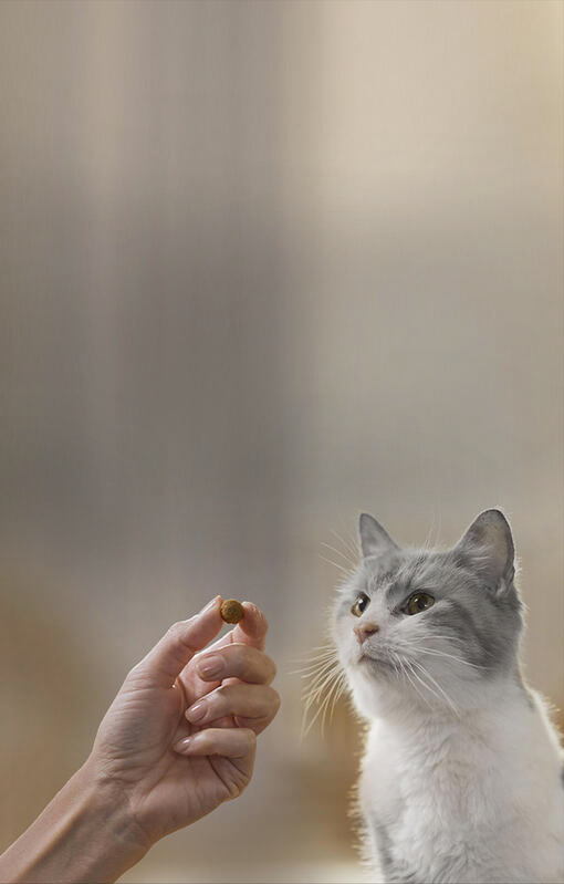 Dentalife gatto