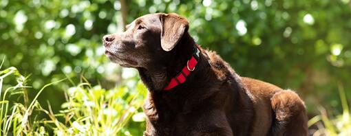 Cane marrone che posa al sole