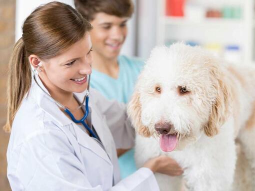 cane bianco seduto sul tavolo del veterinario