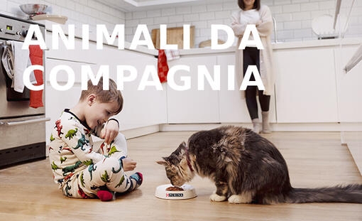 bambino che dà da mangiare al gatto soriano in cucina
