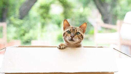 Gatto che sbircia fuori dalla scatola