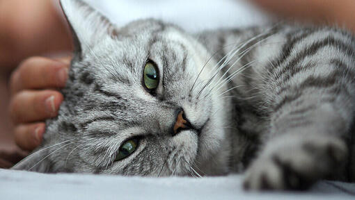 primo piano del gatto grigio