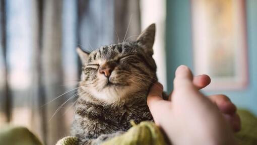 Gatto contento con la faccia strofinata